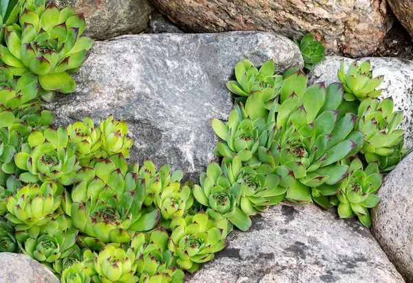 close up of green plant with small stones and small rocks