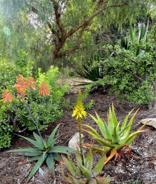 Olağanüstü, sakin, sakin, sakin ve akıl uçuran çiçekleri olan olağanüstü güzel bir çiçek bahçesi..
