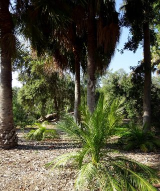 Olağanüstü, sakin, sakin, sakin ve akıl uçuran çiçekleri olan olağanüstü güzel bir çiçek bahçesi..