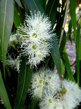 Olağanüstü, sakin, sakin, sakin ve akıl uçuran çiçekleri olan olağanüstü güzel bir çiçek bahçesi..