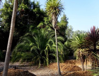 Olağanüstü, sakin, sakin, sakin ve akıl uçuran çiçekleri olan olağanüstü güzel bir çiçek bahçesi..