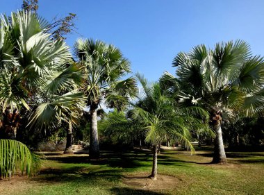 Olağanüstü, sakin, sakin, sakin ve akıl uçuran çiçekleri olan olağanüstü güzel bir çiçek bahçesi..