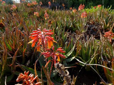 Olağanüstü, sakin, sakin, sakin ve akıl uçuran çiçekleri olan olağanüstü güzel bir çiçek bahçesi..