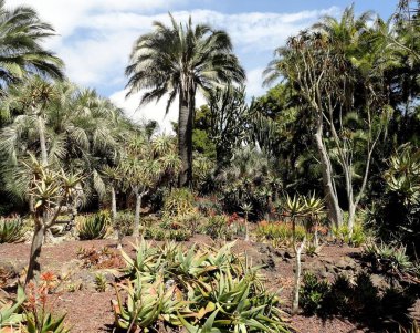 Olağanüstü, sakin, sakin, sakin ve akıl uçuran çiçekleri olan olağanüstü güzel bir çiçek bahçesi..