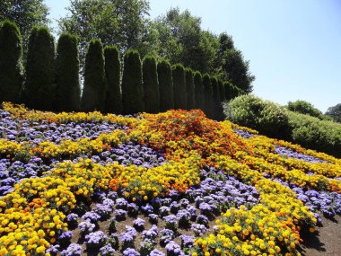 Güzel, ilginç, büyüleyici ve sakin botanik bahçesi ve çiçekler.