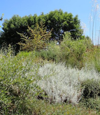 Güzel, ilginç, büyüleyici ve sakin botanik bahçesi ve çiçekler.