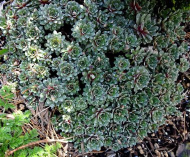 Güzel, ilginç, büyüleyici ve sakin botanik bahçesi ve çiçekler.