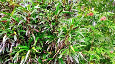 Snapchatt - 11Nature 's Serenity: Büyüleyici Çiçek ve Ağaç Koleksiyonu