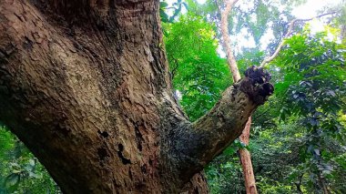 Snapchatt - 11Nature 's Serenity: Büyüleyici Çiçek ve Ağaç Koleksiyonu