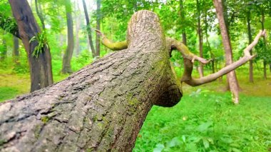 Snapchatt - 11Nature 's Serenity: Büyüleyici Çiçek ve Ağaç Koleksiyonu