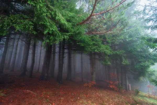 Πυκνή Πρωινή Ομίχλη Στο Φθινοπωρινό Νεραϊδοδάσος Όμορφο Φυσικό Τοπίο Ομιχλώδες — Φωτογραφία Αρχείου