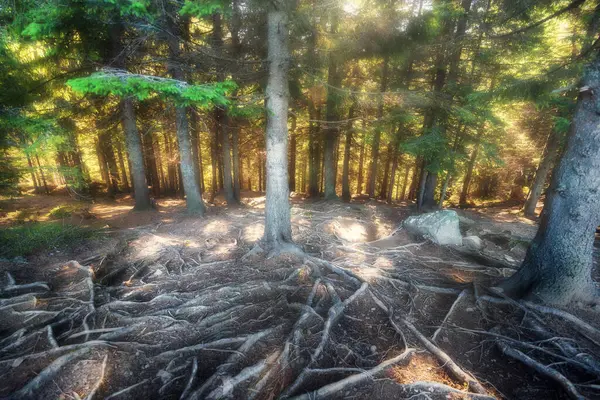 Μαγικό Φθινοπωρινό Δάσος Στα Βουνά Ένα Ηλιόλουστο Πρωινό Όμορφο Φυσικό — Φωτογραφία Αρχείου