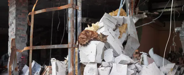 Cat Sleeping Background Ruined Shopping Center Consequences Mortar Shelling Ukraine — Stock Photo, Image