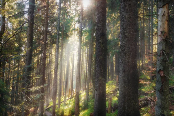 Νεράιδα Φθινόπωρο Δάσος Στα Βουνά Όμορφο Τοπίο Τις Ακτίνες Του — Φωτογραφία Αρχείου