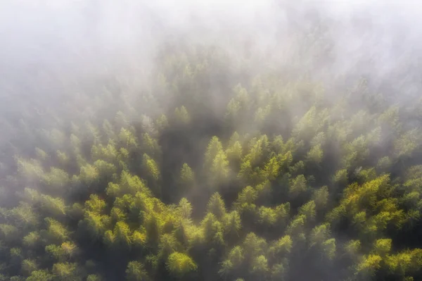 Ομιχλώδες Ορεινό Δάσος Την Αυγή Όμορφο Τοπίο Πρωινή Ομίχλη Πάνω — Φωτογραφία Αρχείου