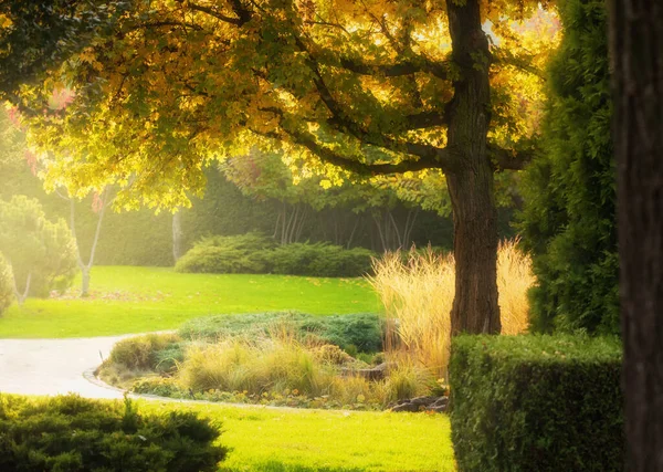 Árbol Grande Con Hojas Otoño Parque Atardecer Con Sol Brillante —  Fotos de Stock
