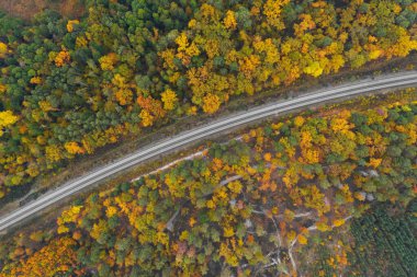 Sonbahar ormanının ortasındaki demiryolu manzarası,