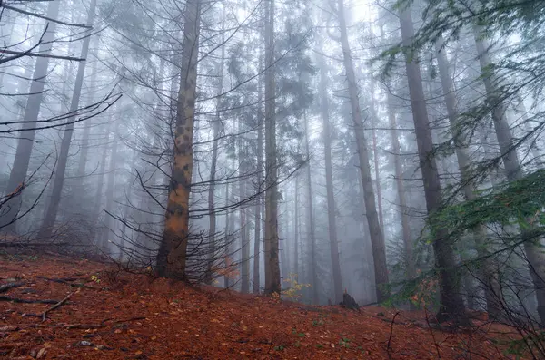 Σκοτεινό Ομιχλώδες Δάσος Πρωί Του Φθινοπώρου — Φωτογραφία Αρχείου