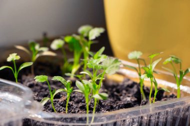 Mutfaktaki pencere eşiğinde plastik bir kabın içinde genç bir maydanoz. Ev yapımı gıda konsepti. Seçici odak.