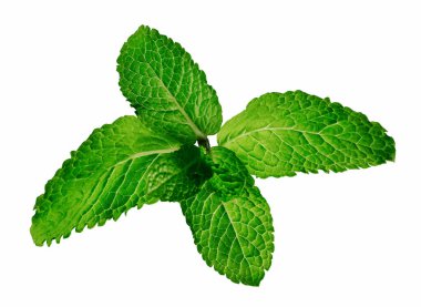 Beyaz arkaplanda izole edilmiş taze nane yaprakları