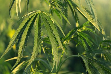 Günbatımının arka planında yeşil kenevir çalıları.