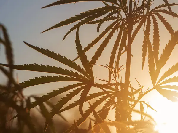 Brousse Chanvre Soleil Silhouette Buisson Avec Marijuana Contre Ciel Coucher — Photo