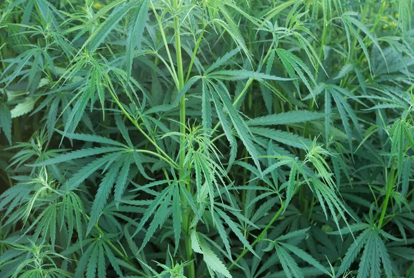 Gros Plan Des Buissons Chanvre Vert Cannabis Marijuana Buissons — Photo