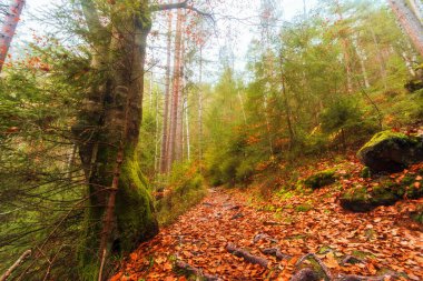 Sisli bir sis içinde büyülü bir sonbahar ormanı. Ağaçların yosun, patika, portakal yaprakları, kökler ve taşlarla kaplandığı kasvetli sonbahar manzarası..