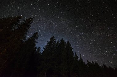 Karanlık bir orman arka planına karşı yıldızlı gece gökyüzü. Güzel gece manzarası.