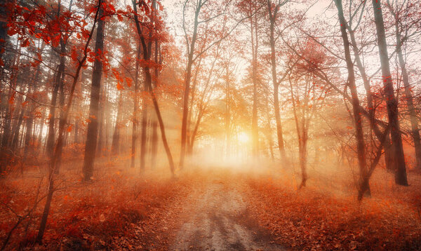 Autumn foggy forest at early morning dawn. Landscape of footpath in dreamy misty forest with sun rays. Autumn colors.