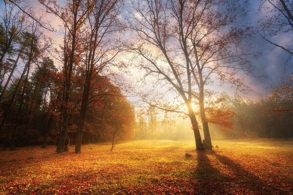 Beautiful autumn landscape with trees at lawn in the middle of foggy forest during sunrise. Fairy forest at fall.