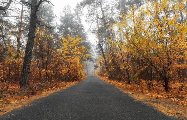 Δρόμος Ασφάλτου Ομιχλώδες Δάσος Φθινοπώρου Φυλλώματα Πορτοκαλιού Φθινόπωρο Τοπίο — Φωτογραφία Αρχείου