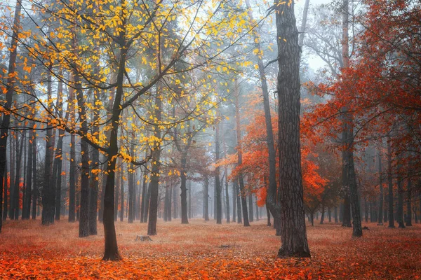 Misty Φθινόπωρο Δάσος Πολύχρωμα Φυλλώματα Πρωί Πτώση Τοπίου — Φωτογραφία Αρχείου