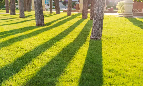 Green fresh lawn with trees at sunset in the park. Shadows from trees on the lawn.