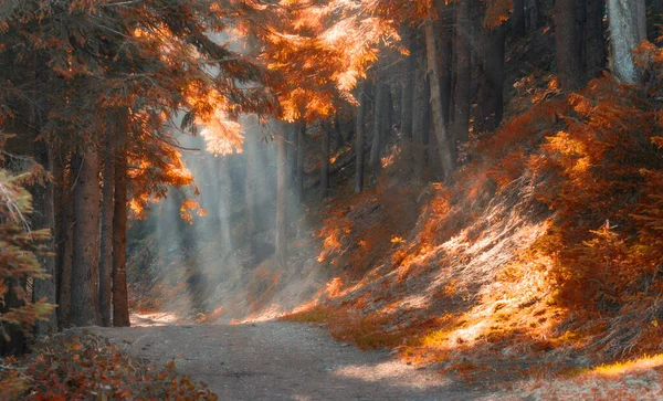 Φθινόπωρο Δάσος Νεράιδα Ακτίνες Του Ήλιου Λάμπει Μέσα Από Την — Φωτογραφία Αρχείου