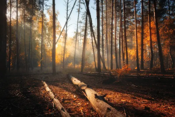 Φθινοπωρινό Ομιχλώδες Δάσος Πρωί Πολύχρωμο Φθινοπωρινό Τοπίο Πεσμένα Δέντρα Πρωινή — Φωτογραφία Αρχείου