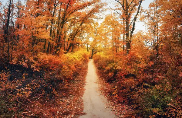 Όμορφο Φθινόπωρο Δάσος Μονοπάτι Πολύχρωμο Τοπίο Μονοπάτι Δέντρα Έντονο Φύλλωμα — Φωτογραφία Αρχείου