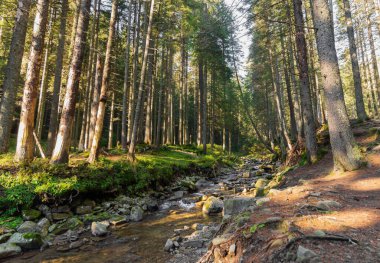 Ormanda kayalık dibi olan hızlı dağ deresinin güzel manzarası..