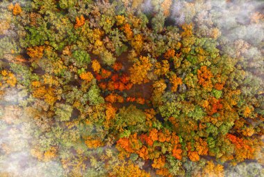 Çok renkli ağaçları ve kuş bakışı bulutları olan güzel bir sonbahar ormanı..