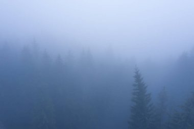 Dağlarda, sisin içinde kozalaklı orman. Dağlardaki mistik manzara.