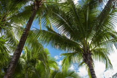 Mavi gökyüzüne karşı palmiye ağaçlarının güzel tropikal arkaplanı.