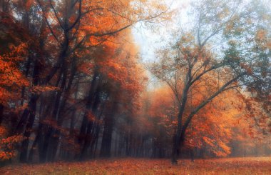 Sabah sisinde portakal yaprakları olan mistik sonbahar ormanı. Sonbaharda peri manzarası.