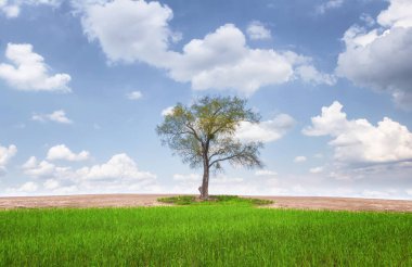 Çayırda yalnız ağaçların olduğu güzel bir manzara. Mavi gökyüzünün altında yeşil çimenler ve beyaz bulutlar. Minimalizm.