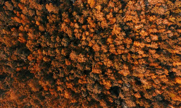 Aerial View Autumn Forest Orange Trees Top View Flying Drone — Stock Photo, Image
