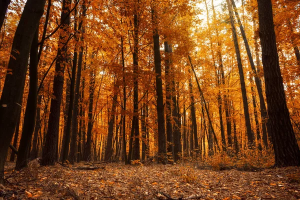 Φθινοπωρινό Δάσος Όμορφο Τοπίο Δέντρα Φύλλα Πορτοκαλιού Στο Φως Της — Φωτογραφία Αρχείου