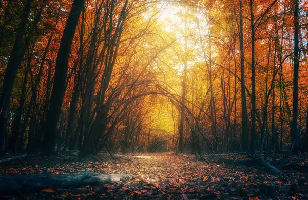 Όμορφο Φθινόπωρο Δάσος Φωτεινά Πολύχρωμα Φύλλωμα Και Μονοπάτι Φύση Τοπίο — Φωτογραφία Αρχείου