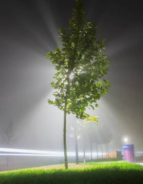 Árbol Parque Público Nebuloso Iluminado Por Detrás Por Farola —  Fotos de Stock