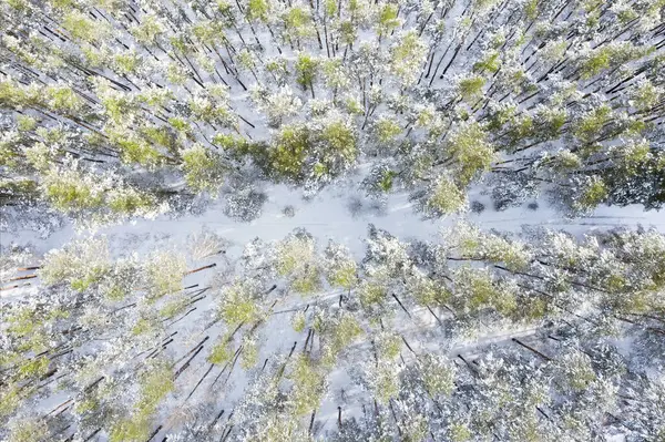 Snow covered winter forest from aerial top view.