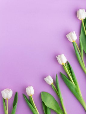 Pembe arka planda beyaz laleler. Sevgililer Günü arkaplanı, üst manzara. Sevgililer günün kutlu olsun..