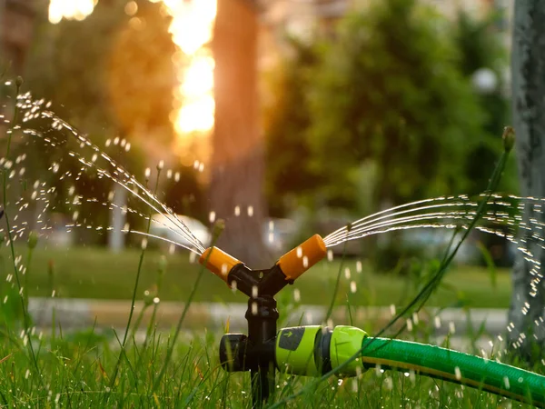 Watering the lawn with an automatic irrigation system at sunset. Lawn care and gardening concept.